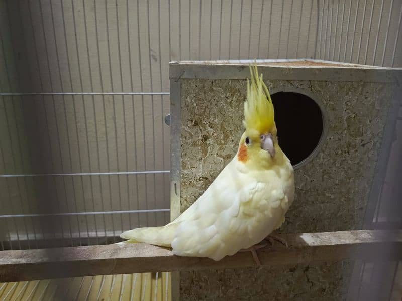 Cockatiel Breeding Pair with Cage 1