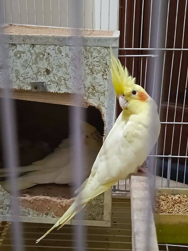 Cockatiel Breeding Pair with Cage 2