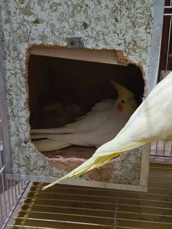 Cockatiel Breeding Pair with Cage 3