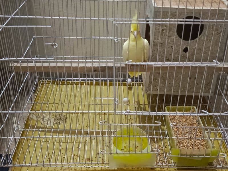 Cockatiel Breeding Pair with Cage 4