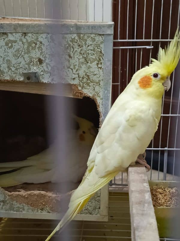 Cockatiel Breeding Pair with Cage 6