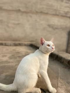 white cate persian 4 month old