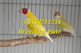 Lady Gouldian Lutino under Size Breeding Pair