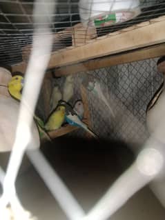 Australian Parrots 5 pair