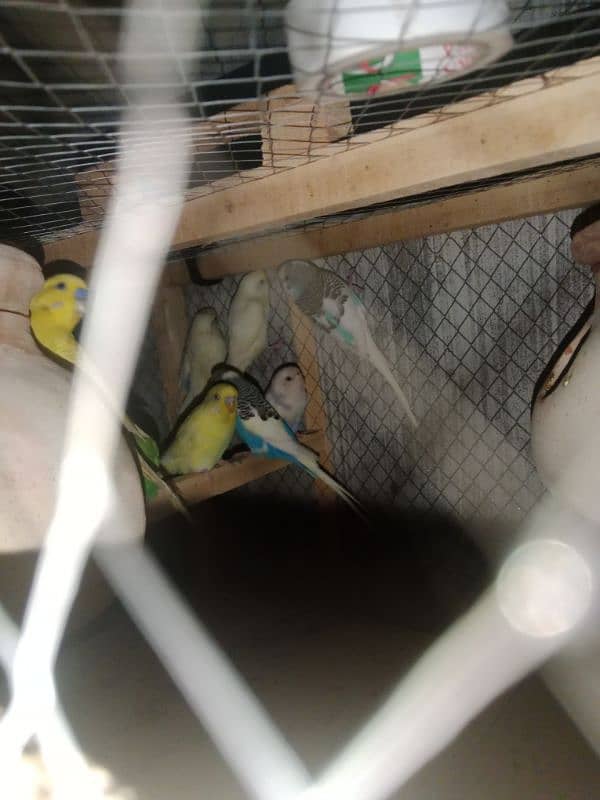 Australian Parrots 5 pair 0