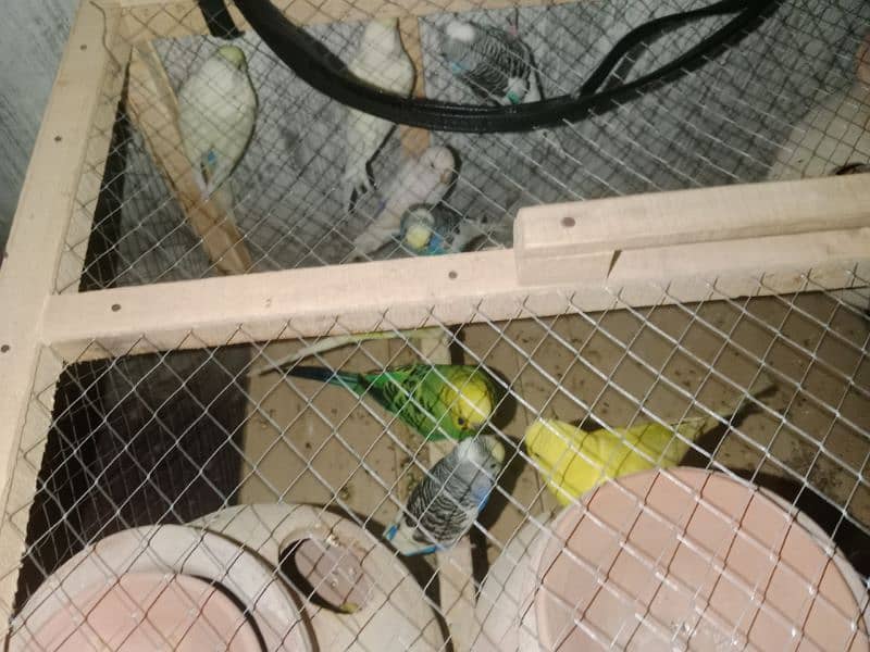 Australian Parrots 5 pair 2