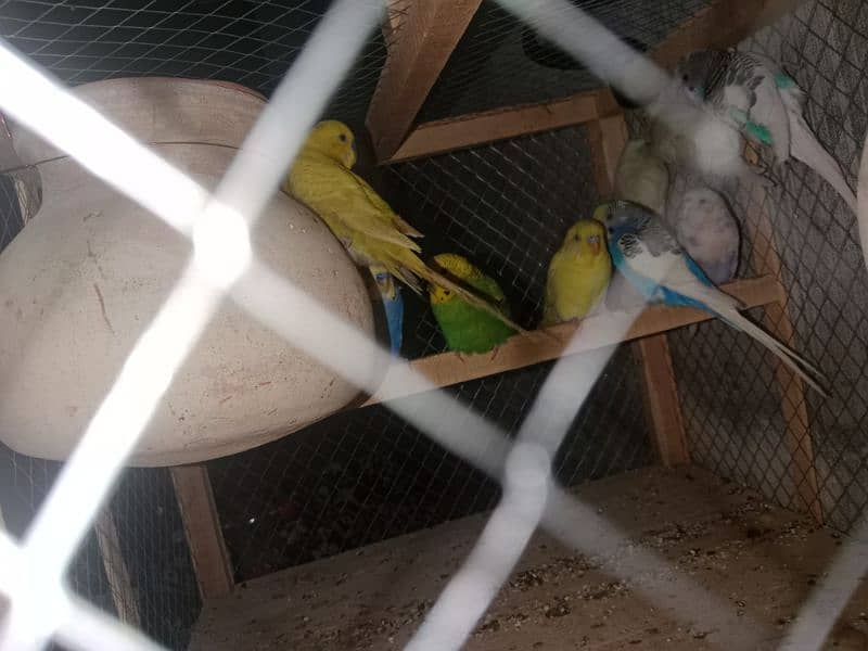 Australian Parrots 5 pair 4