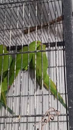 8000 pair ringneck pathy for sale contites