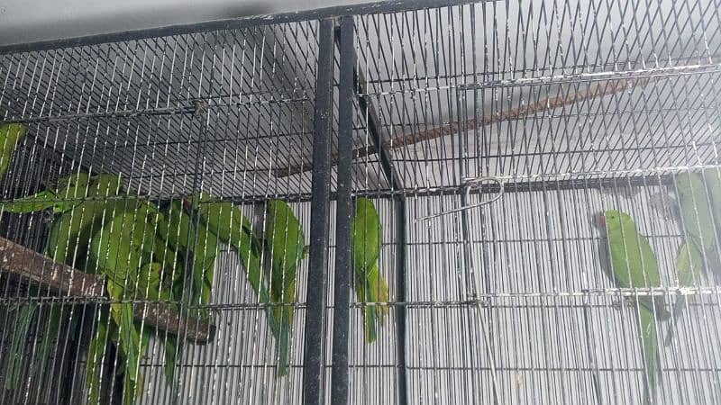 8000 pair ringneck pathy for sale contites 1