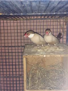 2 fawn java breedar pair hy dono