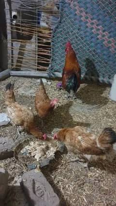 Egg laying hens