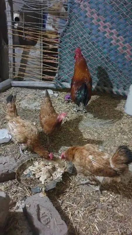 Egg laying hens 0