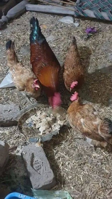 Egg laying hens 1