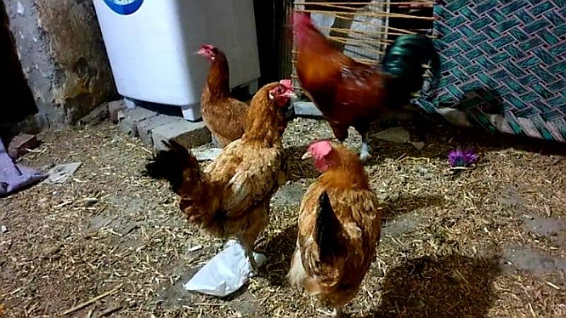 Egg laying hens 2