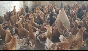 Golden misri cock 1000 Rs. per kg zinda