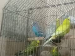 2 BREEDER MALE BUDGIES FOR SALE