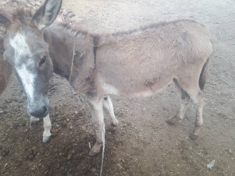 Female Donkey 0