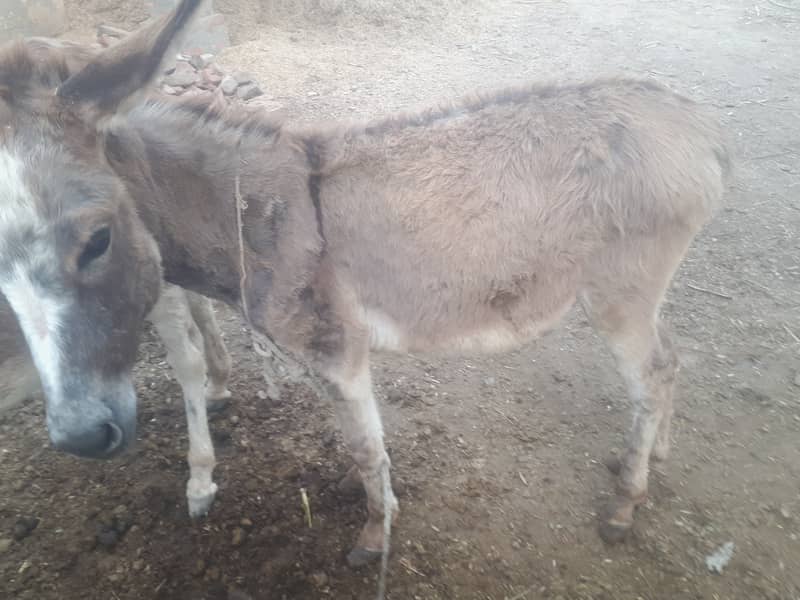 Female Donkey 2