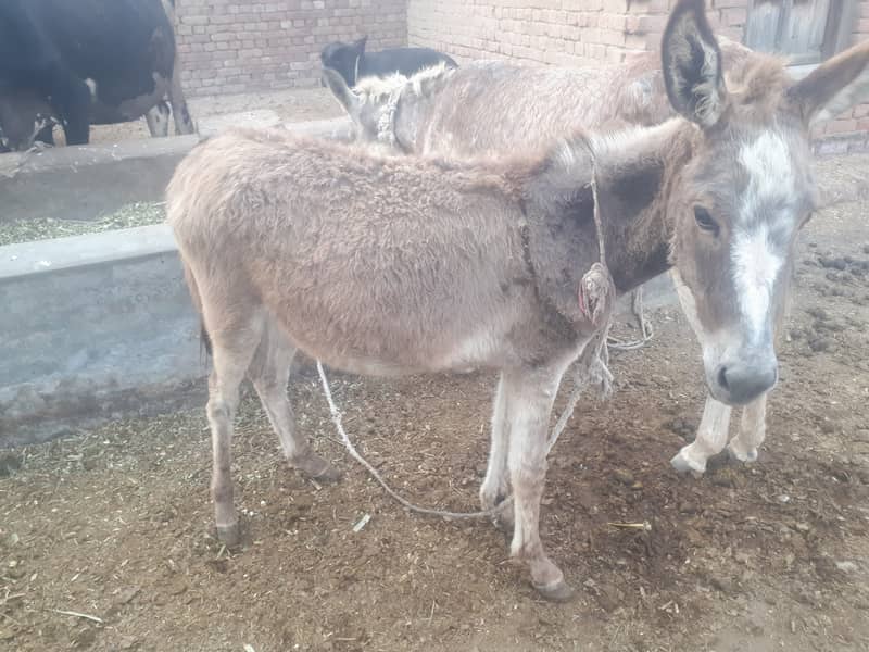 Female Donkey 3