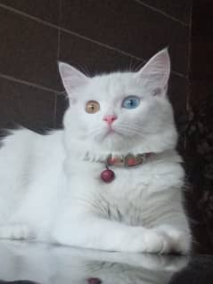 persian female cat for sale coloured eyes