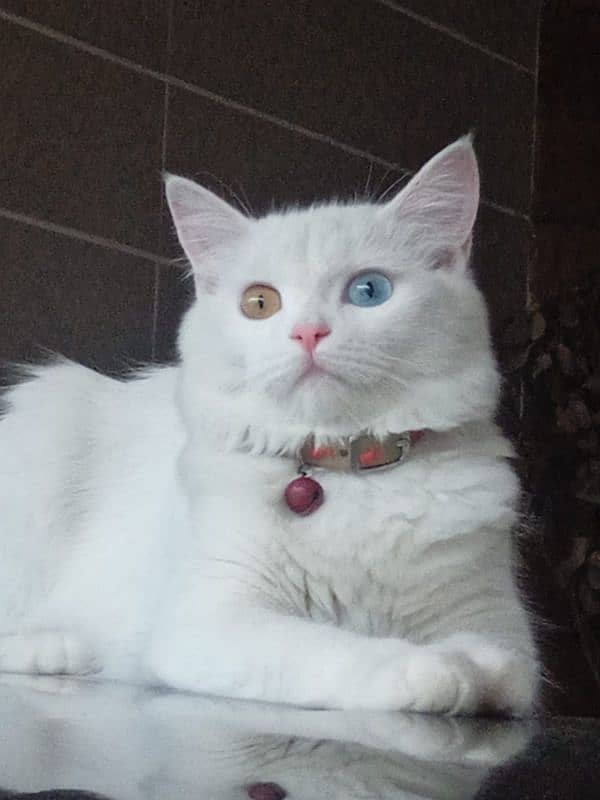 persian female cat for sale coloured eyes 0