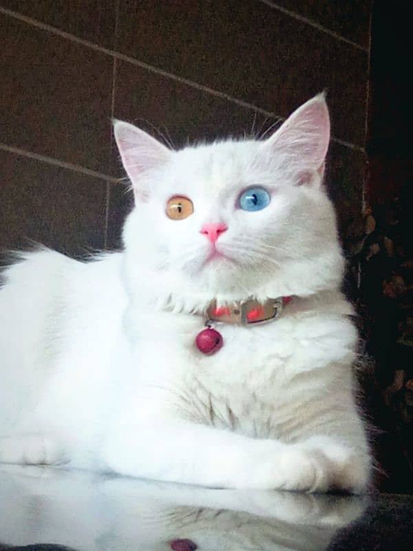 persian female cat for sale coloured eyes 1