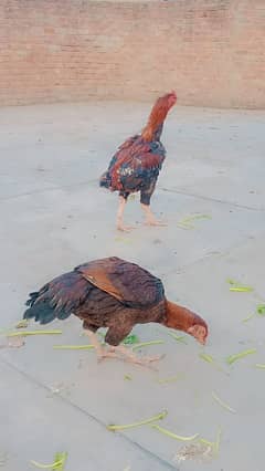 Aseel pair for sale