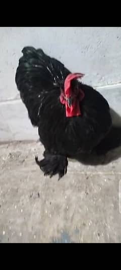 black bantam