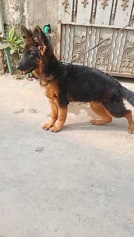 German Shepherd Long coat pup female for sale 0