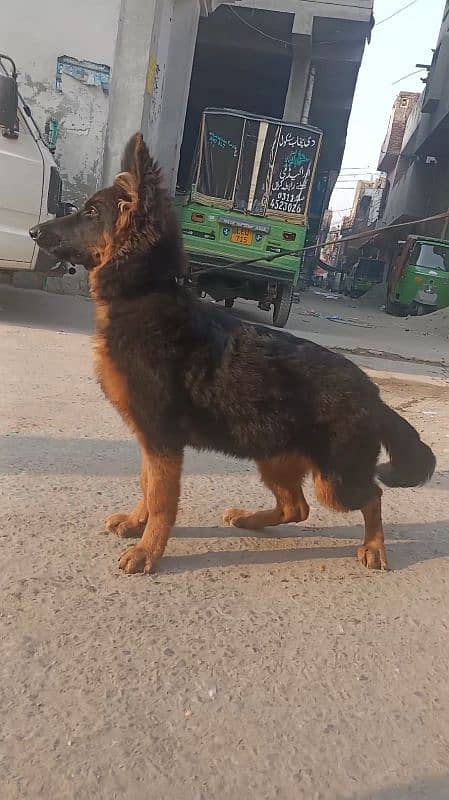 German Shepherd Long coat pup female for sale 1