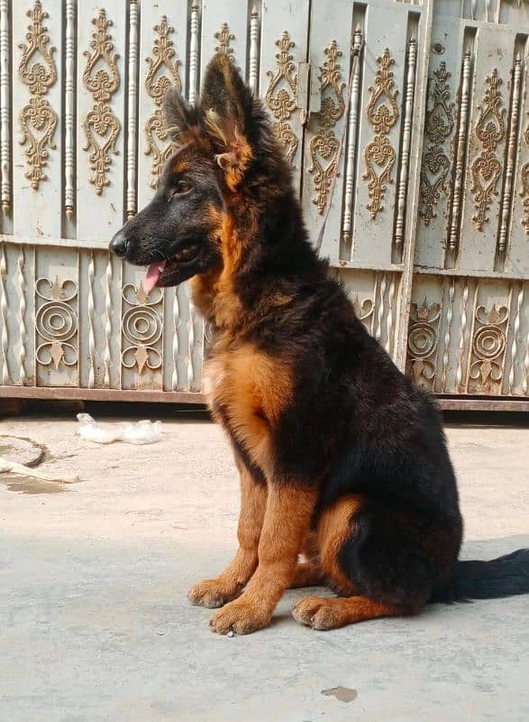 German Shepherd Long coat pup female for sale 2