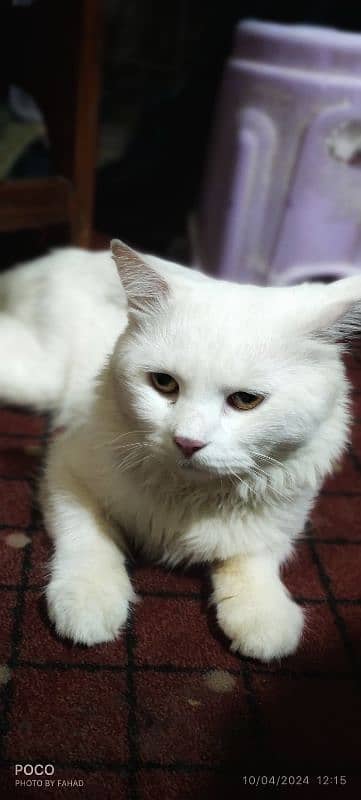 Persian Male Cat for Sale ( Vaccinated) 0