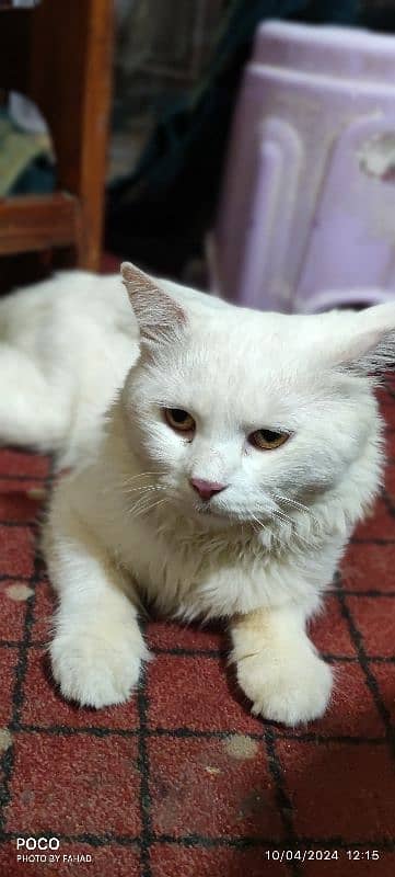 Persian Male Cat for Sale ( Vaccinated) 1