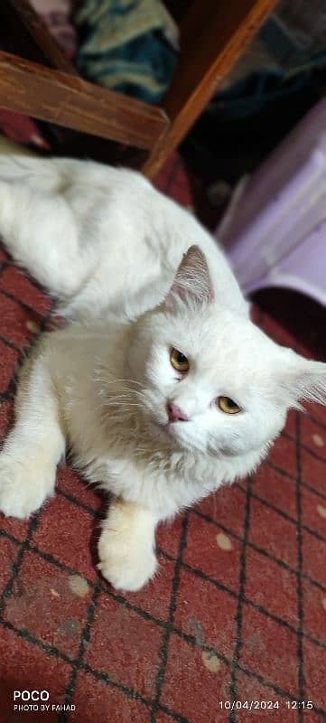 Persian Male Cat for Sale ( Vaccinated) 2