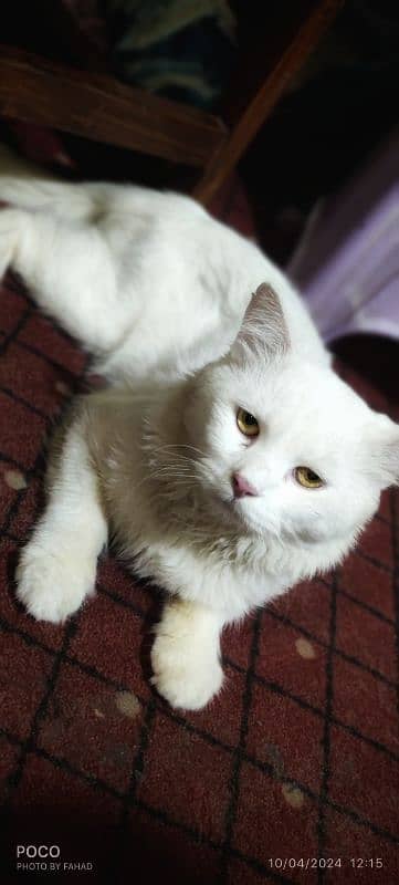 Persian Male Cat for Sale ( Vaccinated) 3