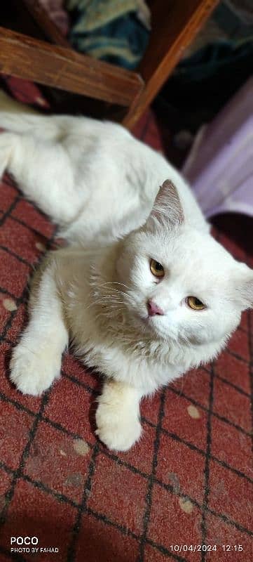 Persian Male Cat for Sale ( Vaccinated) 4