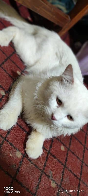 Persian Male Cat for Sale ( Vaccinated) 5