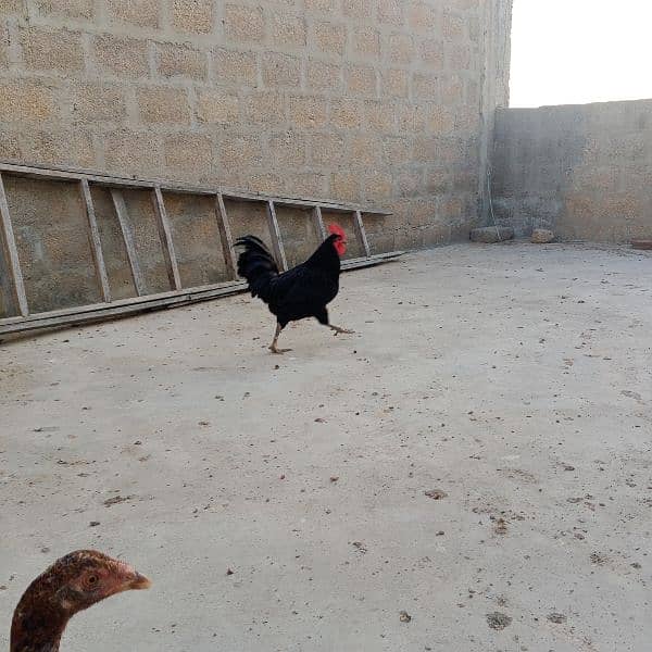 Australorp 0