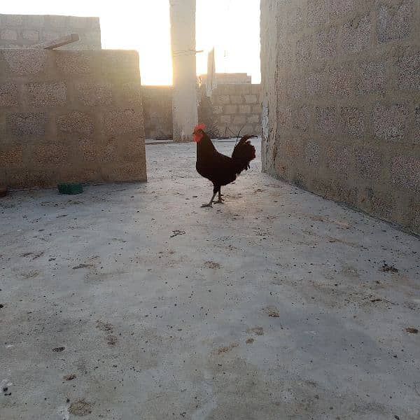 Australorp 1