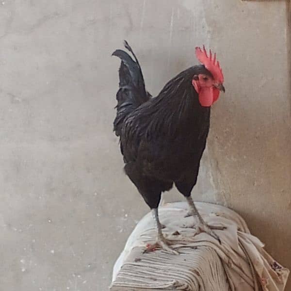 Australorp 2