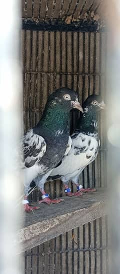 high flyers Teddy pigeons beautiful pair