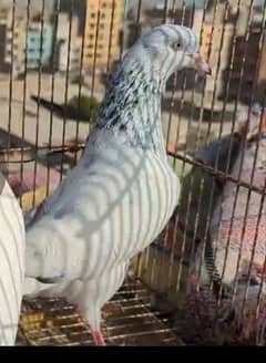 700 kabili male argent sale 03012689773