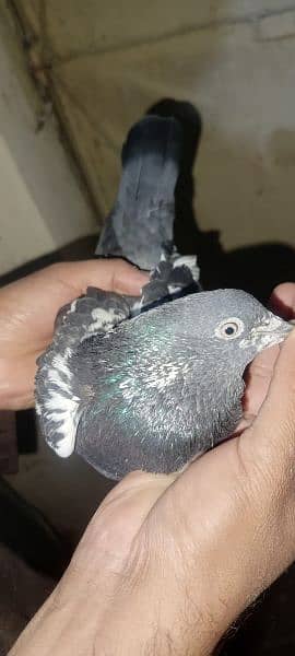 pigeons urgent sale 03349263969 8