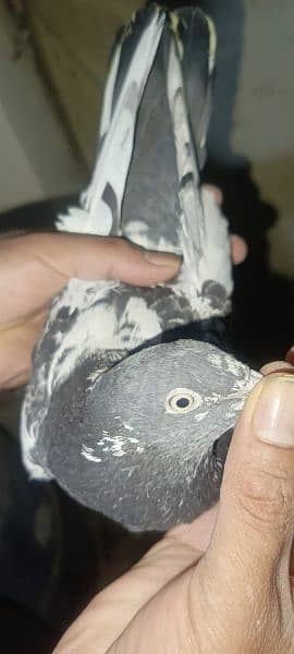 pigeons urgent sale 03349263969 9