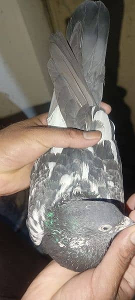 pigeons urgent sale 03349263969 10