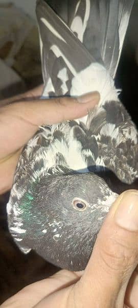 pigeons urgent sale 03349263969 13