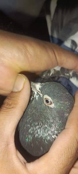 pigeons urgent sale 03349263969 14