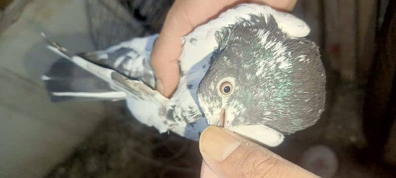 pigeons urgent sale 03349263969 15