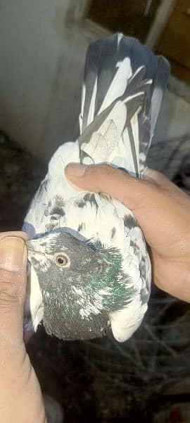 pigeons urgent sale 03349263969 16