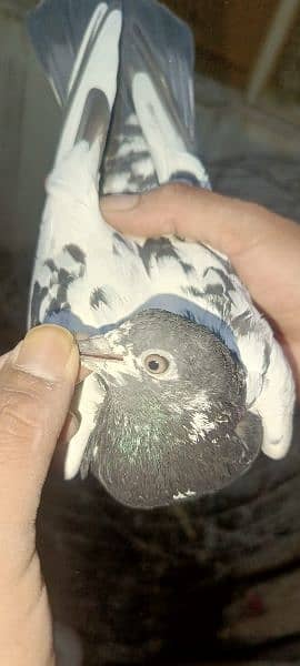 pigeons urgent sale 03349263969 19